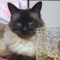 にゃん (@nyan95533566380) Twitter profile photo