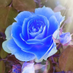 La rose bleue (U:nity🪞) (@larosebleue12) Twitter profile photo La rose bleue (U:nity🪞) (@larosebleue12) Twitter profile photo
