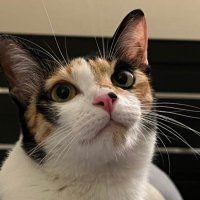 brandy π | III for democracy (@sablebromide) 's Twitter Profile