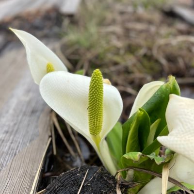 YukkiOsumocyan's profile picture. 大相撲▶︎大栄翔/明生/平戸海/翠富士（敬称略）、武隈親方🥰 ※掲載画像の無断転載禁止。