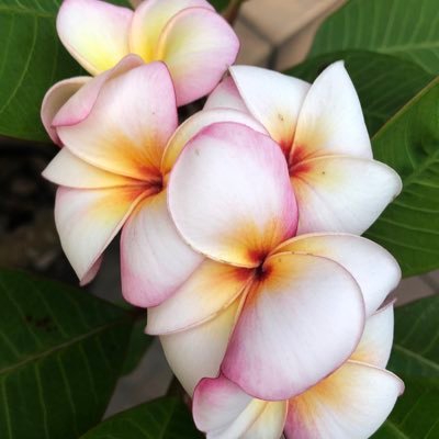 plumeri73958975's profile picture. 