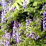 yayoi_v's profile picture. ジョーマローンの“柘榴”は洒落者のメンズに着けて欲しい香りです。