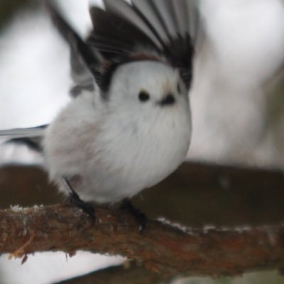 弟子屈在住 休みの日に撮った写真をアップします。 ※無断転載禁止