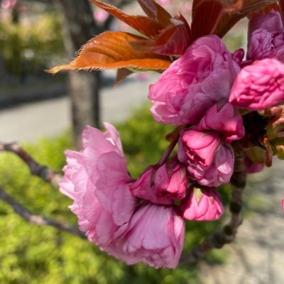 v5Kp2DigBDSHvl6's profile picture. いろんなことができるようになりたい人