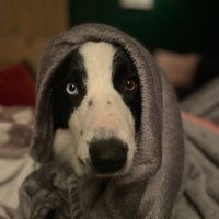 Peggy the BC (@ajones1003) 's Twitter Profile