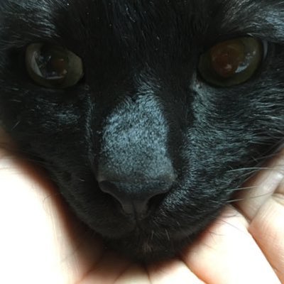 ももんがさんのプロフィール画像