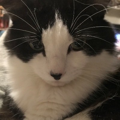 猫やプロレス、レトロゲーム、snd、ナインティナイン、オードリー、霜降り明星のann(メールは年1くらいしか読まれません)水曜どうでしょう、マイケルジャクソン、ランジャタイ、ヤーレンズ、ビックリマンが好き。プロレスは現役レスラーはKENTA、中嶋、テンコジ、高山が好き、レジェンドは天龍さん、四天王、三銃士