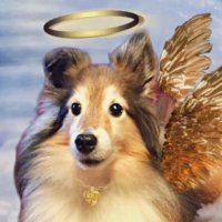 Wylie Sheltie🌈(@WylieSheltie) 's Twitter Profile Photo