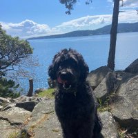 Harry the Dog Whisperer (@harrymchugh14) 's Twitter Profile