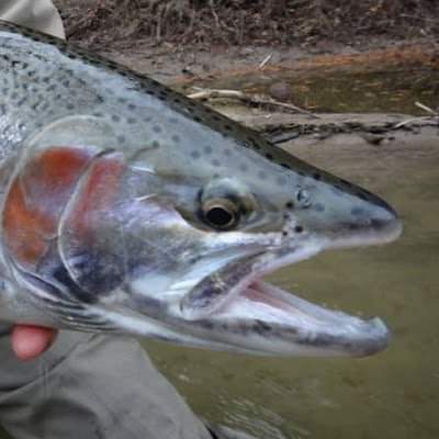 We provide information and tips from guides and experts on trout, steelhead, and salmon fishing.