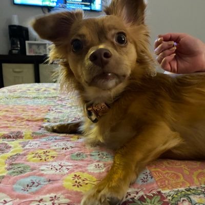 Hello! my name is Gisele Bundchen, but everyone calls me Gigi. I’m half Dachshund and half Chihuahua. follow me for an inside look at the life of a Chiweenie!