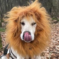 Carlo Zuckerschnute (@carloschnute) 's Twitter Profile