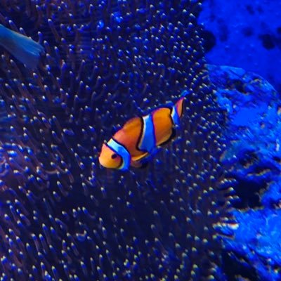 sugi_f35ii's profile picture. 東海 光の勉強中