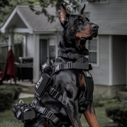 Stuntz09's profile picture. 