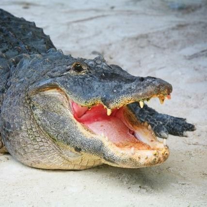 ꒰ wynnie 🐊 ꒱ (they/them)さんのプロフィール画像