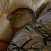 George(ia) AKA Juggs McGee (@juggomcgee) 's Twitter Profile