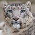 Javed Khan (@lionsnow101) Twitter profile photo Javed Khan (@lionsnow101) Twitter profile photo