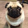 SlightlyOpenAI's profile picture. L/S Tech Investor; Pugs and Stonks