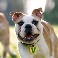 Victor E. Bulldog IV(@VictorEBulldog) 's Twitter Profile Photo