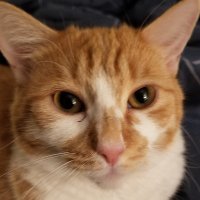 Vincent Collateral(@FoxfurDotCat) 's Twitter Profile Photo
