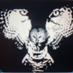 Inquisitive Owl (@inquisitive_owl) Twitter profile photo