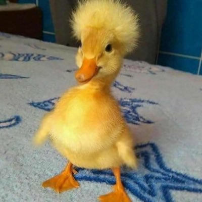 jaxontd09's profile picture. 