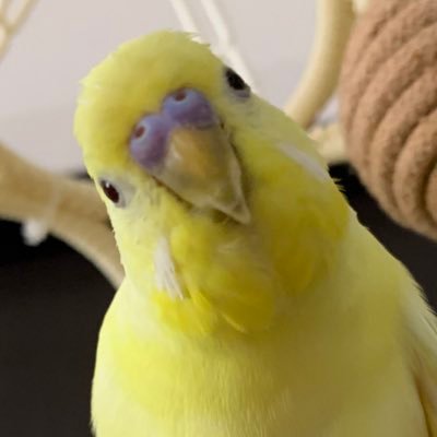 あの時助けていただいたドバトです。鳥の話題を中心に発信します。最近インコさんお迎えしました。0歳のユズといいます。#セキセイインコ ＃インコ好きと繋がりたい #インコ #セキセイインコ好き