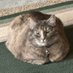 Christie (@catsmeow297) Twitter profile photo Christie (@catsmeow297) Twitter profile photo