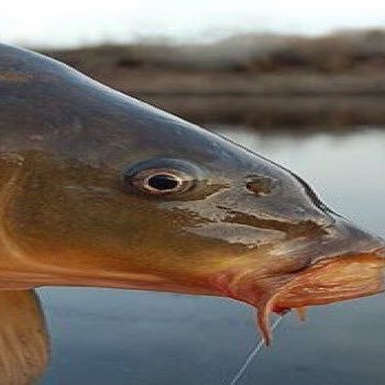 _Follow__every1's profile picture. 519 out of 450 million | Resident funny guy