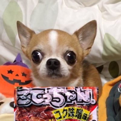 元ウイコレチーム【大明神】代表 😎こてつ大明神様⛩️🐶⛩️ スムチ♂(享年13歳 2011年2月7日〜2024年 8月23日)のおかげでフェス最高9位👑 合言葉は「こてつ大明神は偉大なり!!」 小料理屋
