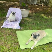 KissesNPugs Antiques(@KissesNPugsShop) 's Twitter Profile Photo