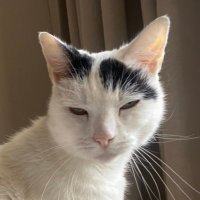 Archie (@archieirving2) 's Twitter Profile