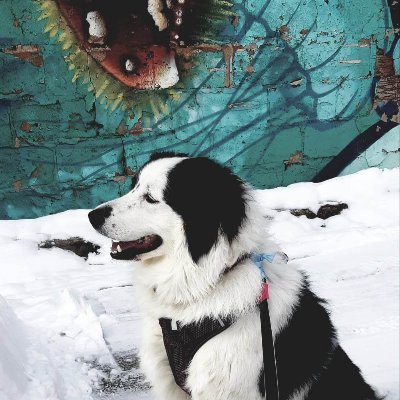 CynderHG's profile picture. 