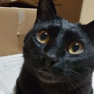 RRRにどハマリ中🔥🌊ラーマ大好き、美しすぎる。ビームかわいい。
猫好き&ルパンファン(2nd世代)。愛猫島ちゃん(2013〜2021)ルミちゃん(2012~2019)、桃ちゃん(2013~2018)は虹の橋に。三毛猫いくちゃん♀、黒猫すもも♂は2021生まれです。とっくの昔から社会人です。馬も好き。