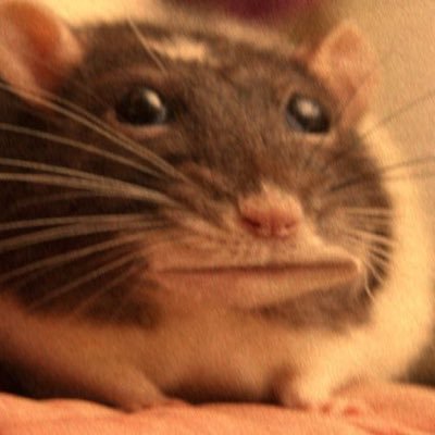 dark rebranded rats babyさんのプロフィール画像