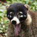 Coati (@_Coati_) Twitter profile photo