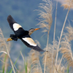 Sanjeev Narula (@sanjeev52232742) Twitter profile photo Sanjeev Narula (@sanjeev52232742) Twitter profile photo