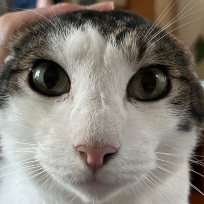 A_lyntaro's profile picture. にわかクラシックファン