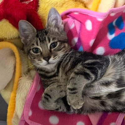 kijitora_pico's profile picture. 