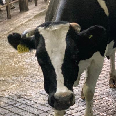 cow_forever's profile picture. 