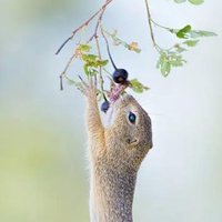 xiaqyu ❤️ Memecoin (@zxiaoyu067) 's Twitter Profile