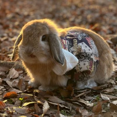 ホーランドロップイヤー2歳の男の子☺️ 大切な家族との毎日を大切に🐰♡ 自己満備忘録です。世界中のうさぎさんが幸せになりますように🌏🤝