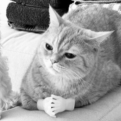 roguerooot's profile picture. collide us while we work it out.