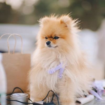 Teddy郑皓升 Profile