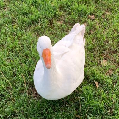 CIammChowder's profile picture. Sticky date pudding