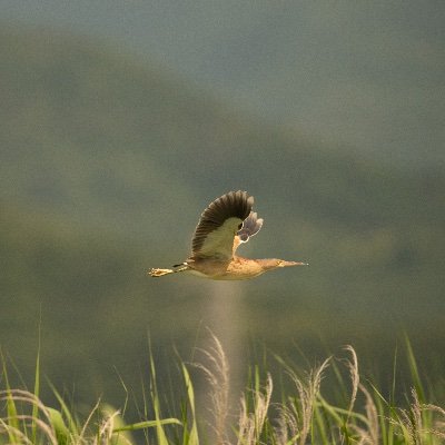 野鳥と鉄道風景を主にフォローしています。撮った写真はインスタにあげています。こちらは見る専門です。