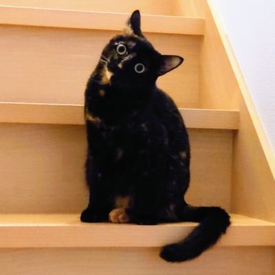 Shin_Reiam's profile picture. Aimerさん専用垢🎶BeN会員⚯̫
皆様よろしくお願いいたします🙆
あとネコ好き🐈　ᗢᘏᓗ