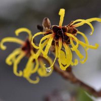 ほのえみ@ふうか (@piano_0279) 's Twitter Profile Photo