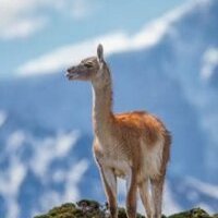 unautrelama Profile Picture