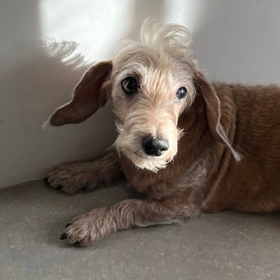 jacquedeborja's profile picture. Creative Producer • Writer